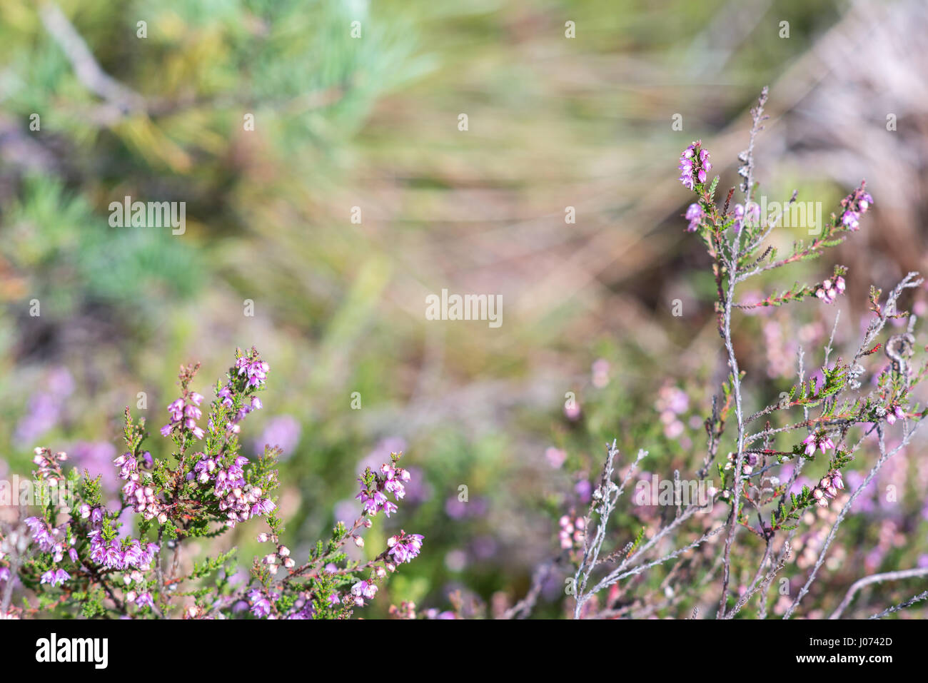 closeup of beautiful green grass with blur background Stock Photo - Alamy