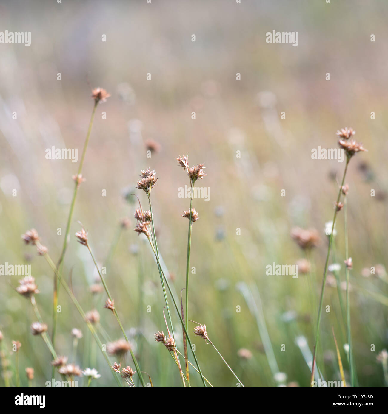 closeup of beautiful green grass with blur background Stock Photo - Alamy