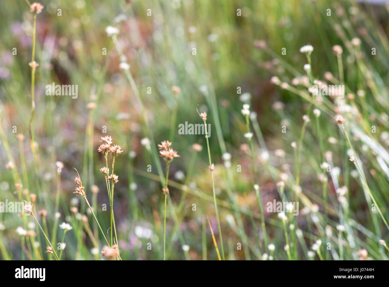 closeup of beautiful green grass with blur background Stock Photo - Alamy