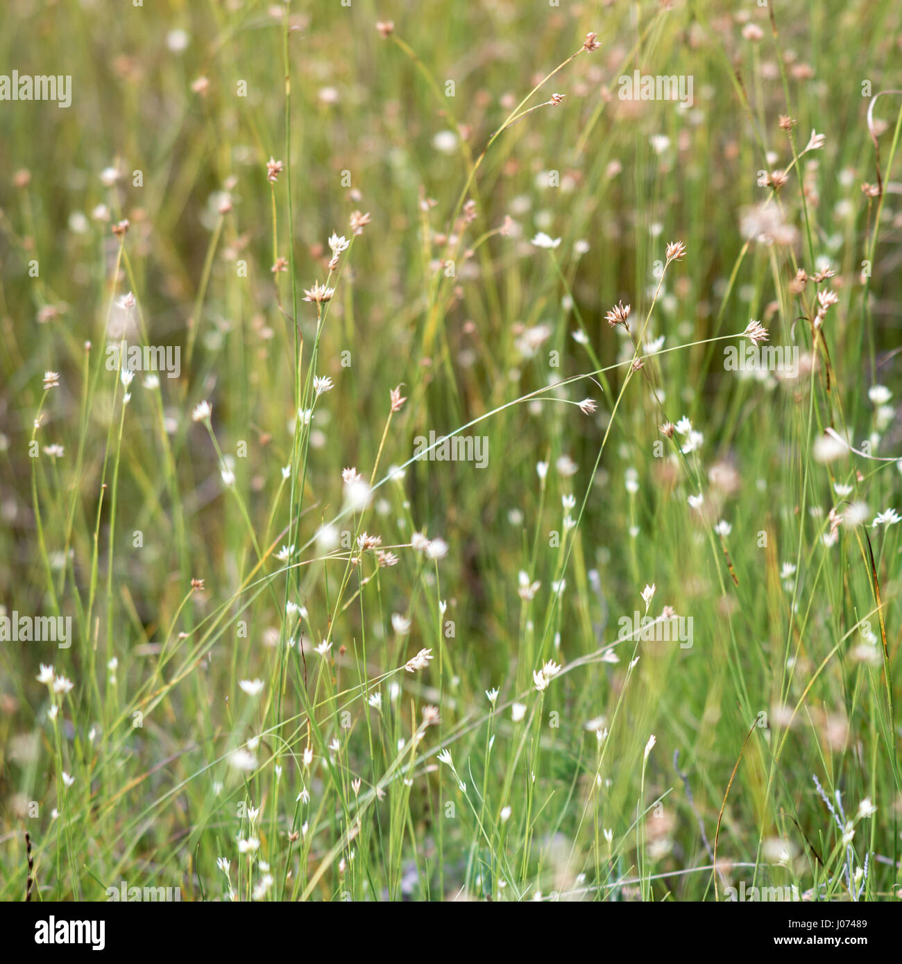 closeup of beautiful green grass with blur background Stock Photo - Alamy