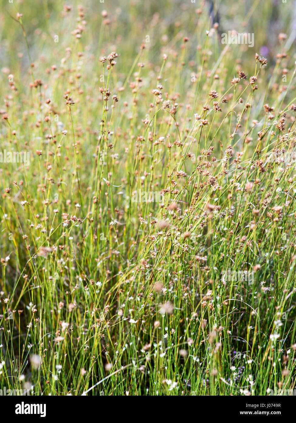 closeup of beautiful green grass with blur background Stock Photo - Alamy