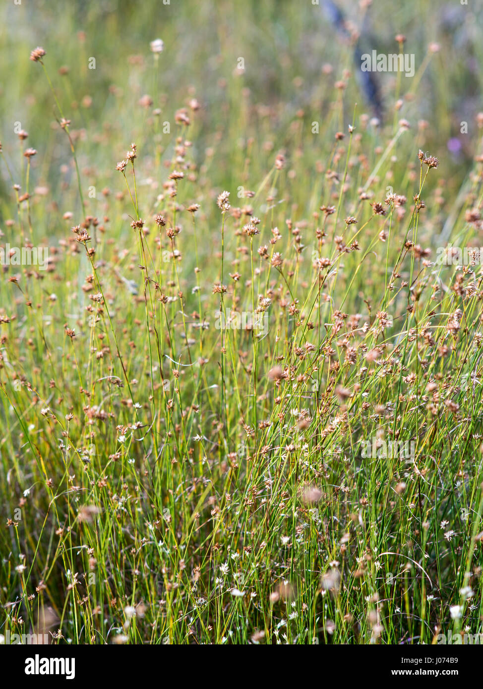 closeup of beautiful green grass with blur background Stock Photo - Alamy