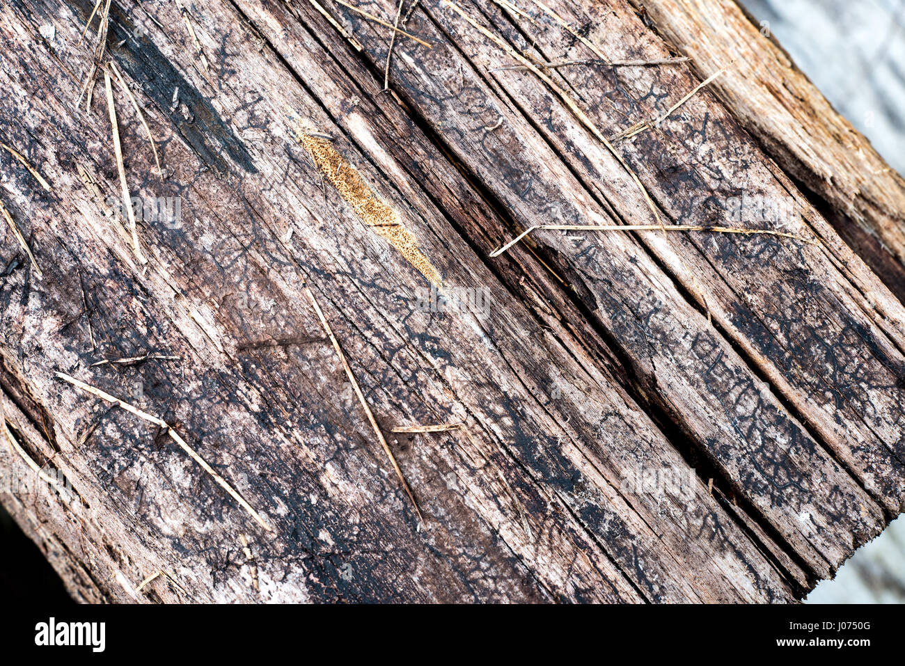 Beach fence wood slats texture hi-res stock photography and images - Alamy