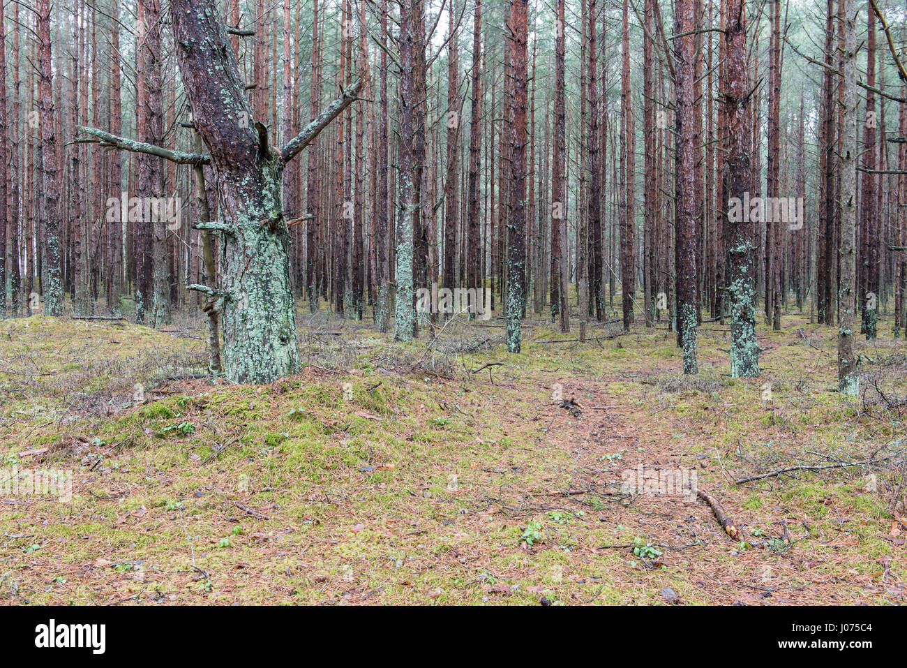 trail in the pine tree forest in winter with frost and snow Stock Photo ...