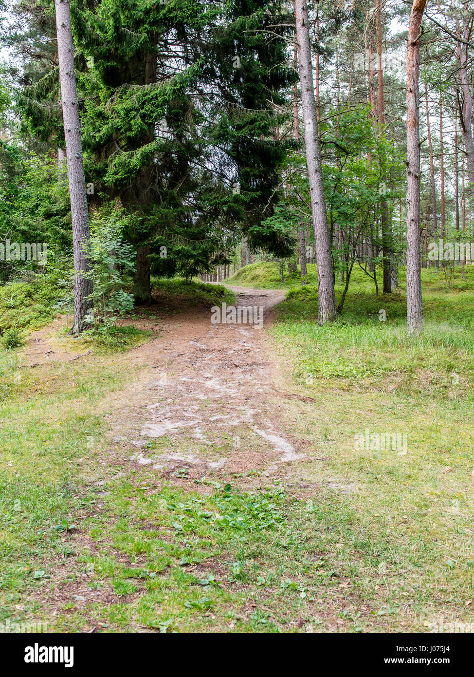 trees in beautiful forest in autumn in colorful morning Stock Photo - Alamy