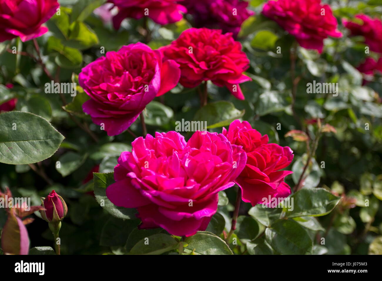 Roses in england hi-res stock photography and images - Alamy