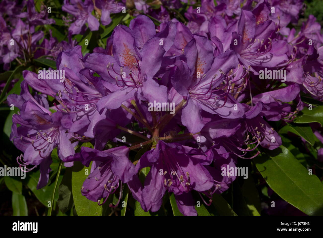 Rhododendron N.n. Sherwood Purple mauve flower Stock Photo