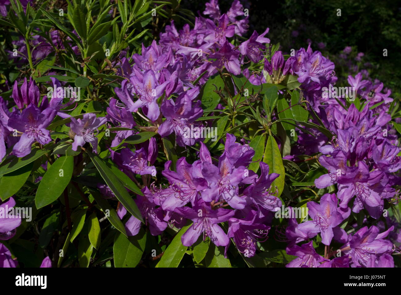 Rhododendron N.n. Sherwood Purple mauve flower Stock Photo