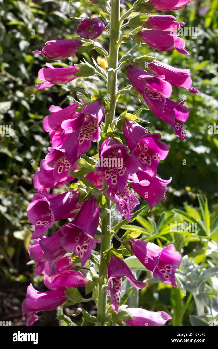 Digitalis Camelot Rose Foxglove Stock Photo Alamy