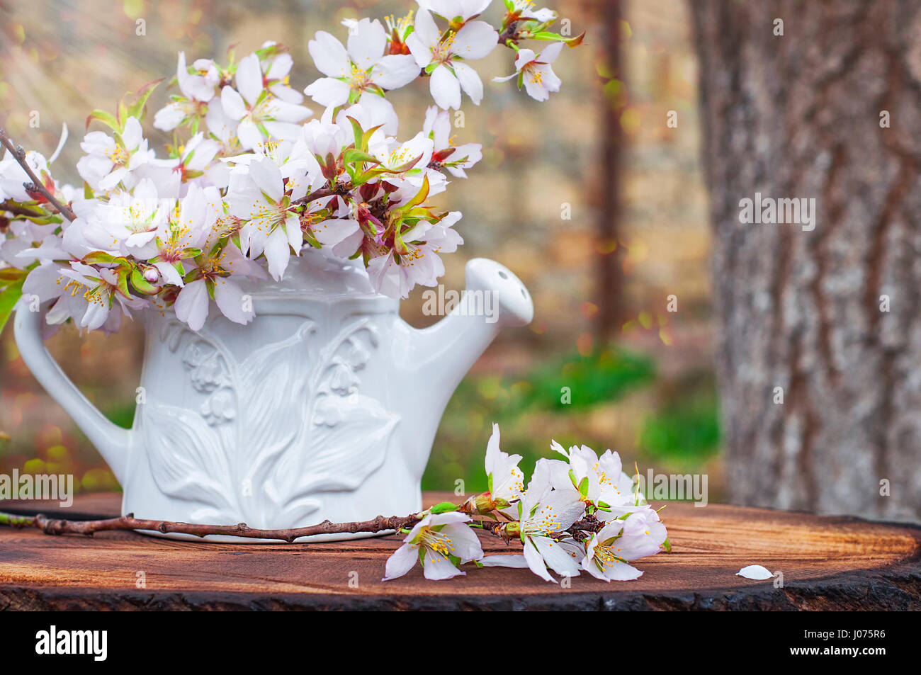 bouquet of flowering almond branches in a white vase on a tree stump in sunlight, a blurred background with a bokeh Stock Photo