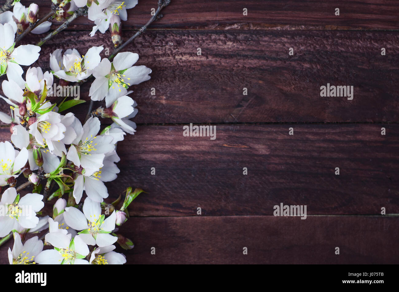 Branch with almond blossoms on a brown wooden surface, empty space on the right Stock Photo