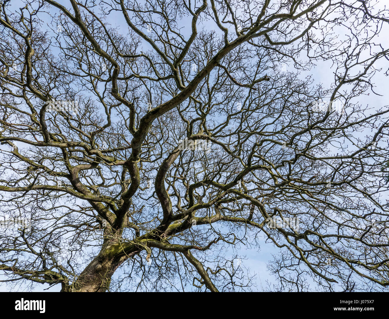 Leafless Branches Oak Tree in Spring UK Stock Photo - Alamy