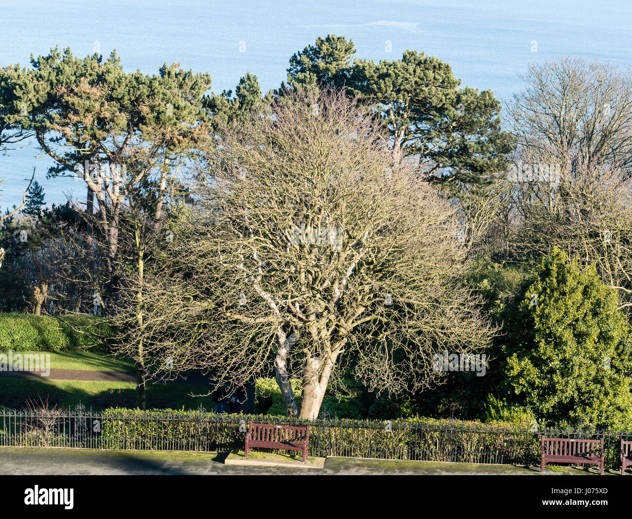 Service Tree and Conifers Winter Yorkshire Coast UK Stock Photo