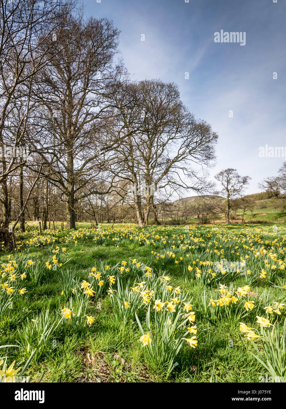 Wild Daffodils in Spring Sunshine in Farndale in the North York Moors