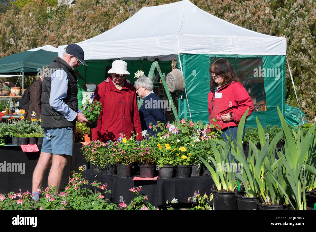 Visitors buying plants at the Cornwall Spring Flower Show held every year at Boconnoc House near Lostwithiel in Cornwall, UK> Stock Photo