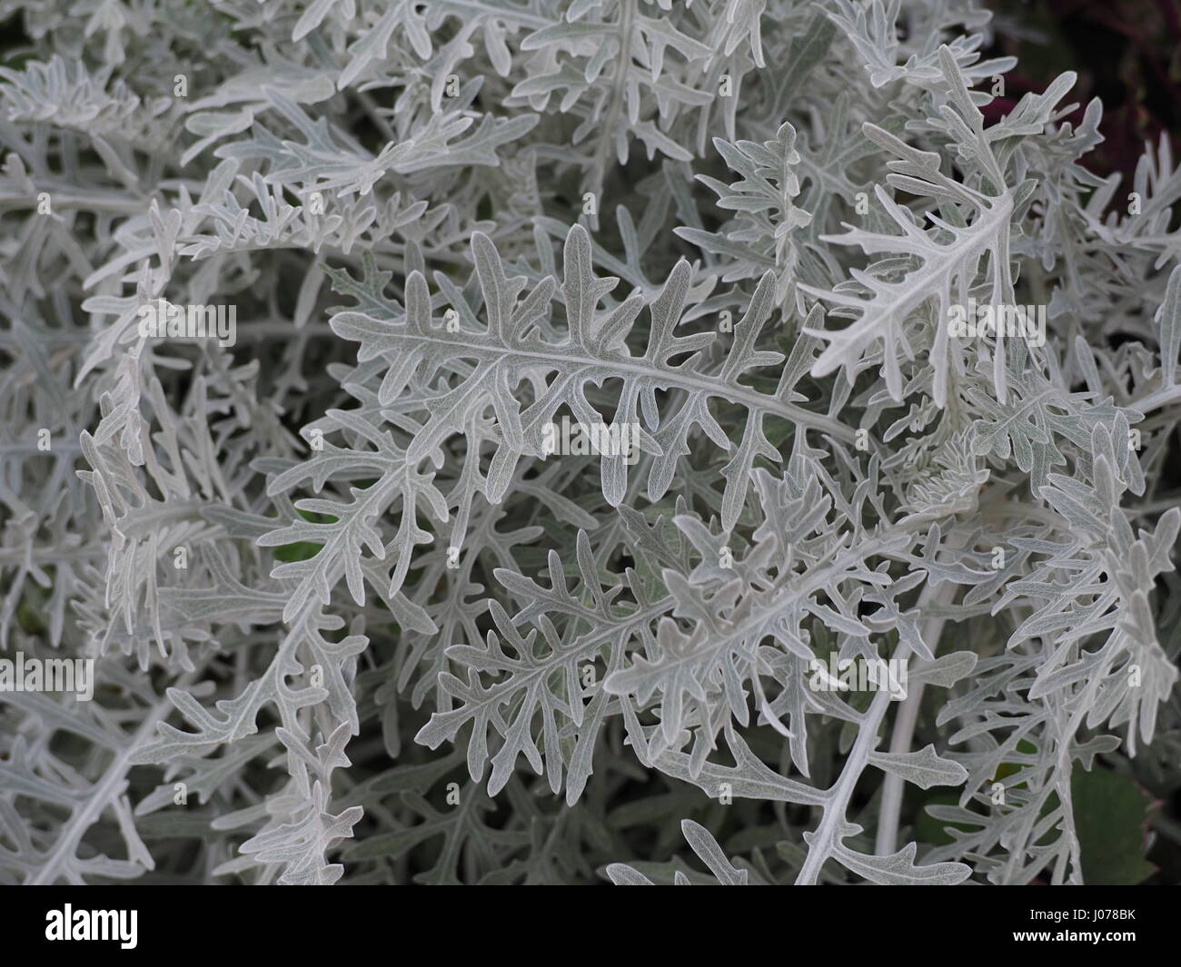 White Groundsel plant Stock Photo - Alamy