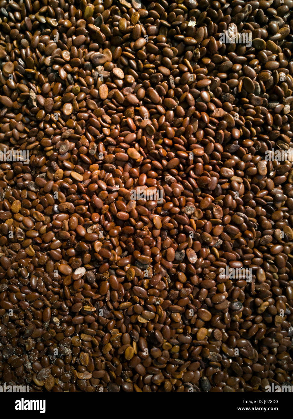 Seeds to dry of Gleditsia triacanthos Inermis  plant Stock Photo