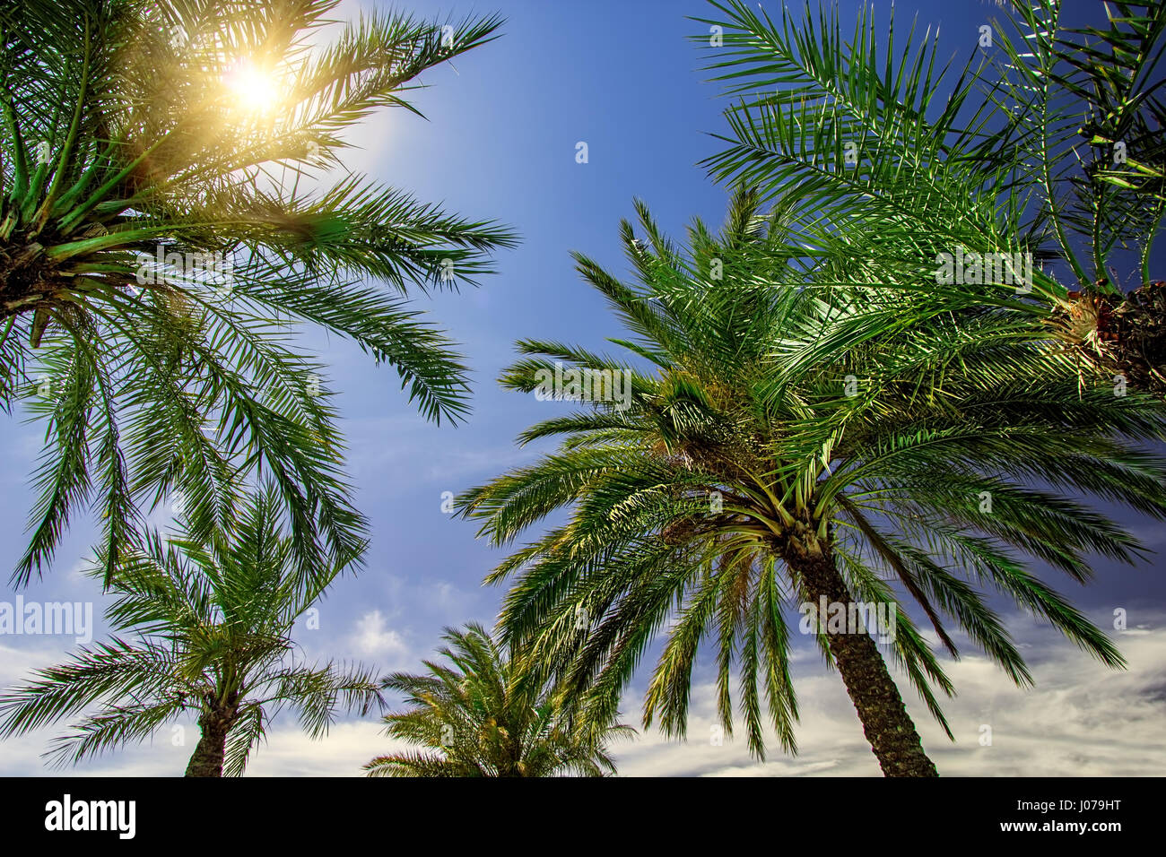 The sun poking through palm trees in the Calabria region of Italy Stock
