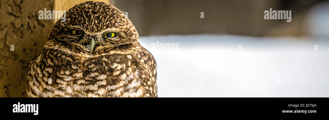 A Burrowing Owl. Stock Photo