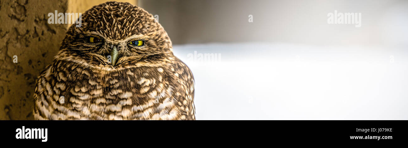 A Burrowing Owl. Stock Photo