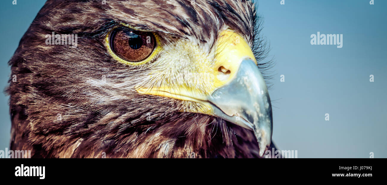 A Harris Hawk in southern California. Stock Photo