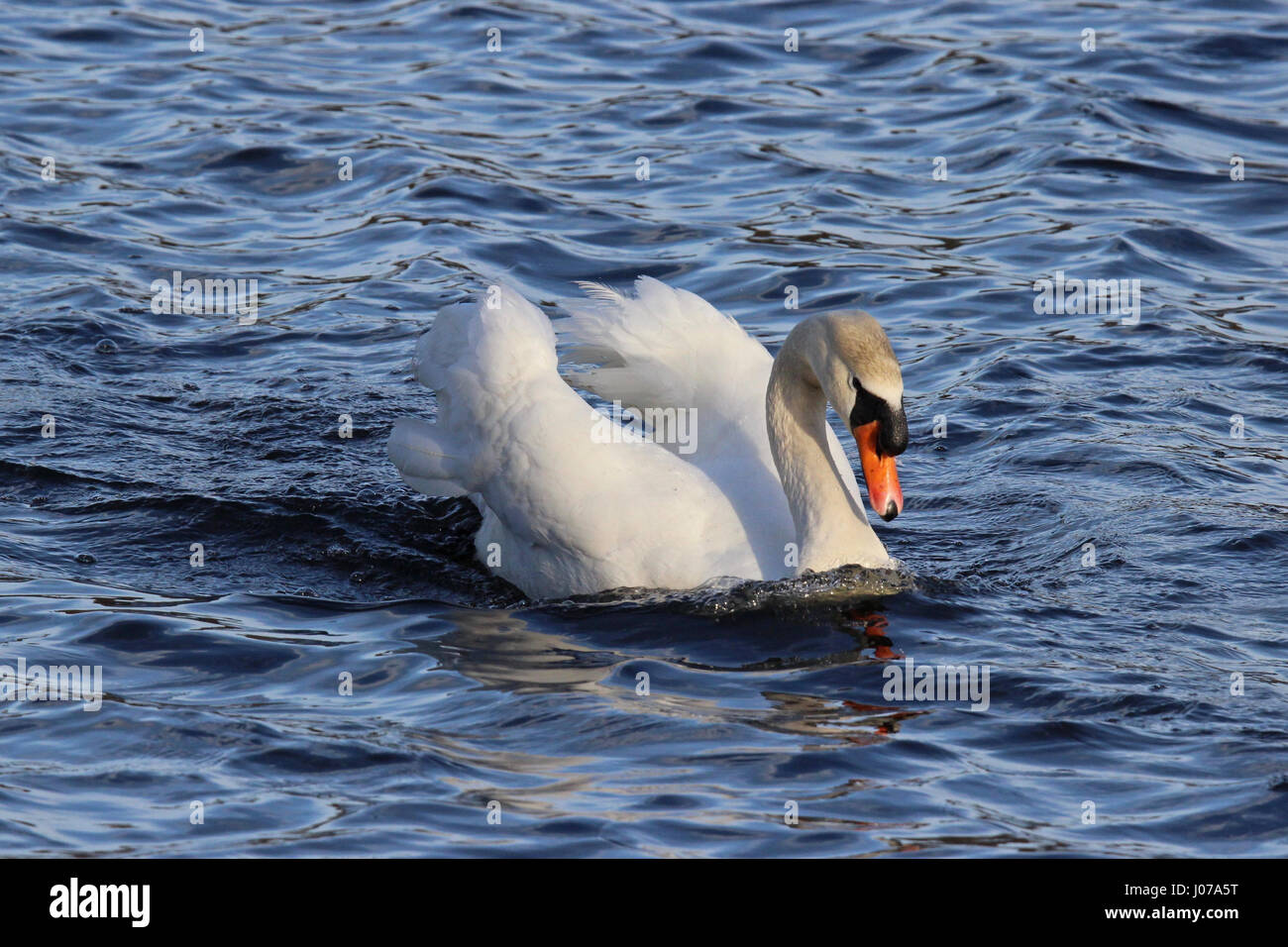 A swan defends its territory by swimming in an aggressive posture. Stock Photo