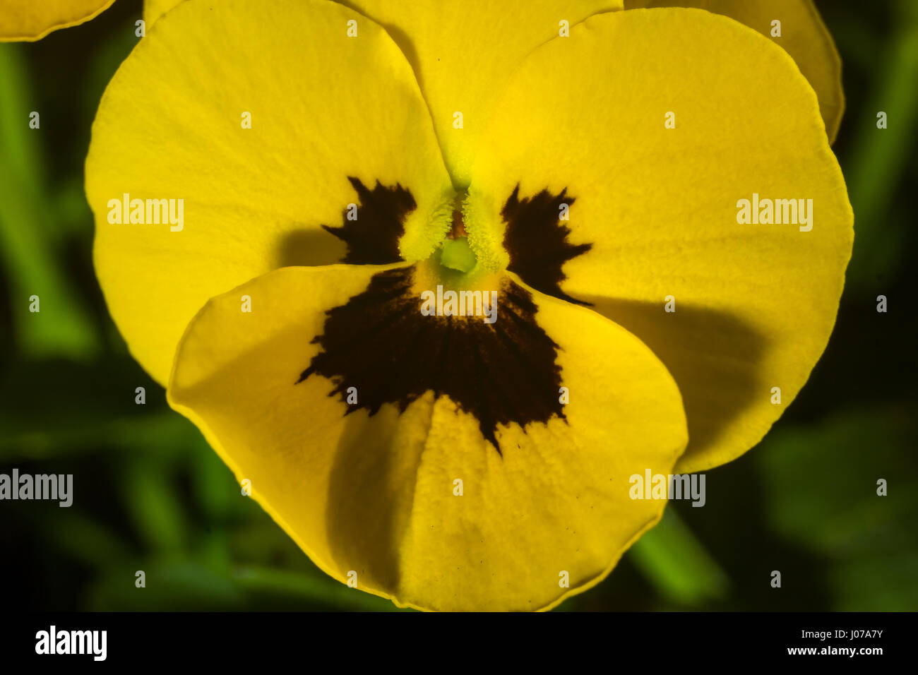 Horned Violet, Yellow Viola macro photography in detail Stock Photo