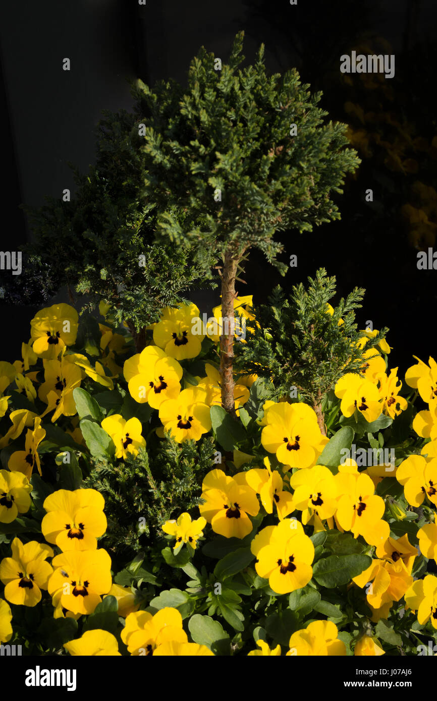 Horned Violets, Yellow Violas planted in a pot below a green small tree Stock Photo