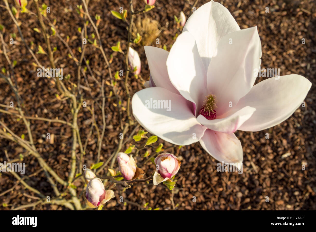 White and pink bloomed magnolia flower in the spring season on the magnolia tree. Wood chips on the floor as background. Magnolia blossom. Stock Photo