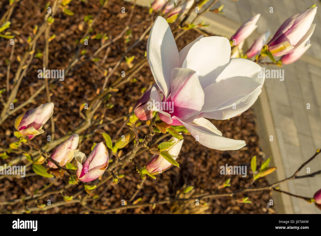 White and pink bloomed magnolia flower in the spring season on the magnolia tree. Wood chips and pavement bricks on the floor as background. Magnolia  Stock Photo