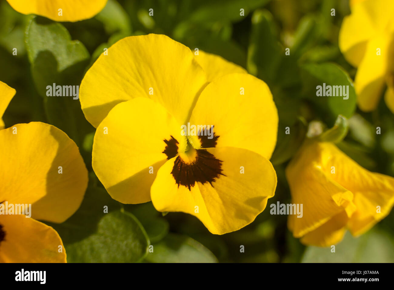 Horned Violet, Yellow Viola with green leaves planted in a garden - close Stock Photo