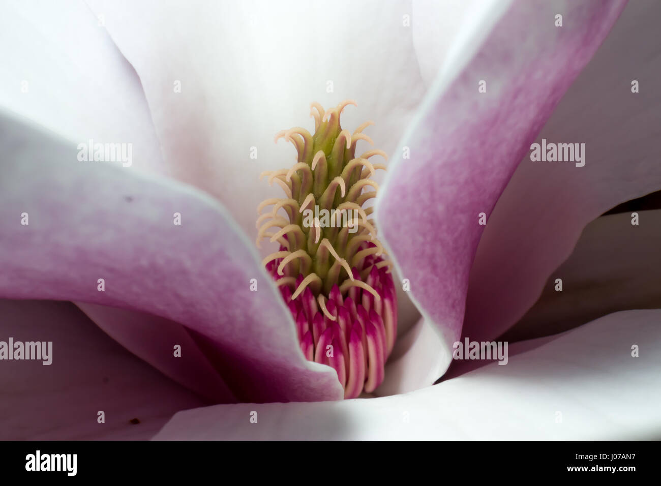 White and pink bloomed magnolia flower in the spring season. Macro photography of the magnolia blossom. Stock Photo