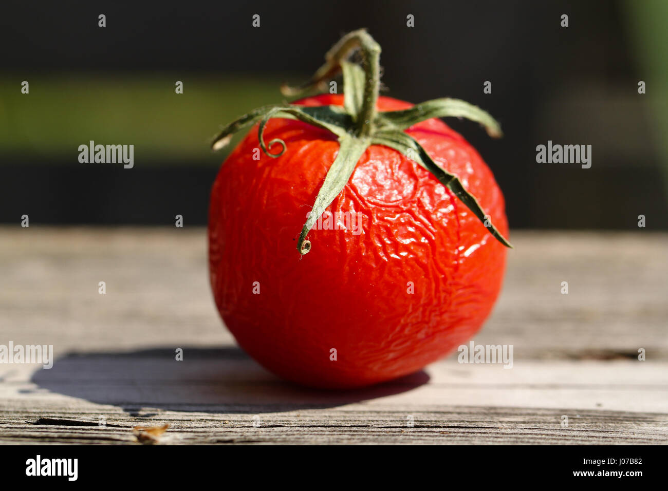 Food. A single plump, wrinkled ripe red tomato with stem attached sits alone on a wooden plank in the sun. Stock Photo
