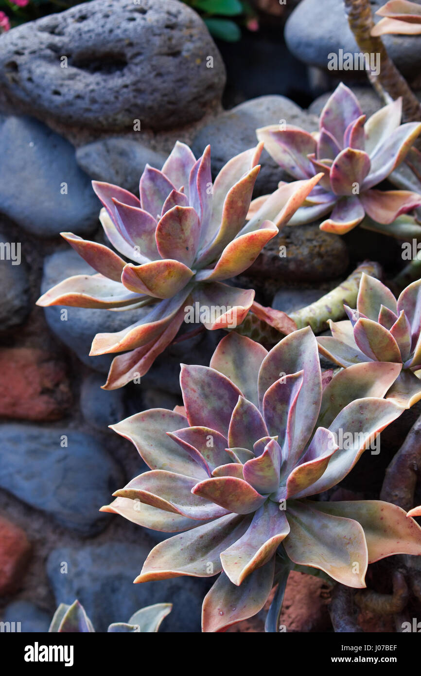 Maui Succulent High Resolution Stock Photography And Images Alamy