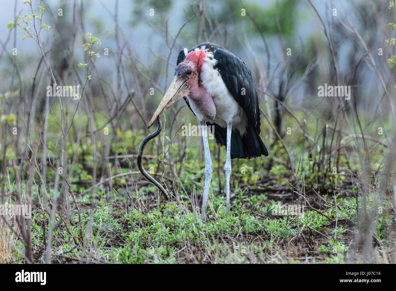 KRUGER NATIONAL PARK, SOUTH AFRICA: BIZARRE pictures by a British tourist show how there was no escape for this giant blind snake as it was swallowed alive by a hungry bird. The meal-time images show the snake struggle to get away after the Marabou Stork picks it up, but ultimately the huge waiting mouth is the only place to go. The images were captured by retired International Tax and Customs Consultant Ken Haley (63), from Newcastle-upon-Tyne, as he was in Kruger National Park, South Africa. Stock Photo