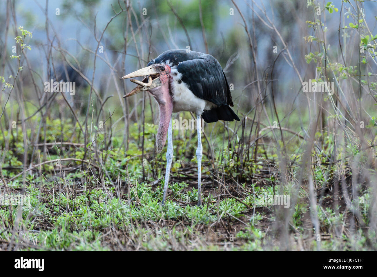 KRUGER NATIONAL PARK, SOUTH AFRICA: BIZARRE pictures by a British tourist show how there was no escape for this giant blind snake as it was swallowed alive by a hungry bird. The meal-time images show the snake struggle to get away after the Marabou Stork picks it up, but ultimately the huge waiting mouth is the only place to go. The images were captured by retired International Tax and Customs Consultant Ken Haley (63), from Newcastle-upon-Tyne, as he was in Kruger National Park, South Africa. Stock Photo