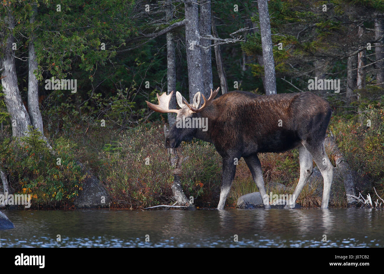 ONTARIO, CANADA: THESE MOOS-IVE 1,500 pound beasts look like testosterone fuelled donkeys when they have no antlers. A large male or bull can be seen looking rather grumpy while cooling off in the water, furiously trying to ignore the pests invading his personal space.  In another shot a baby moose can be seen head on, moos- querading as a little donkey.  Other pictures show the female also looking donkey-like while having a river-side snack and spending time with her young. Photographer Marc Latremouille (47) spent one-hundred hours sat in a canoe capturing the essence of these woodland heavy Stock Photo