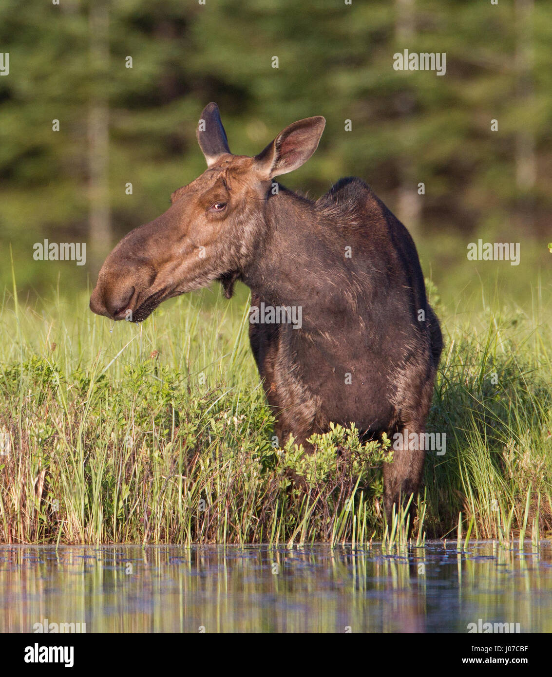 ONTARIO, CANADA: THESE MOOS-IVE 1,500 pound beasts look like testosterone fuelled donkeys when they have no antlers. A large male or bull can be seen looking rather grumpy while cooling off in the water, furiously trying to ignore the pests invading his personal space.  In another shot a baby moose can be seen head on, moos- querading as a little donkey.  Other pictures show the female also looking donkey-like while having a river-side snack and spending time with her young. Photographer Marc Latremouille (47) spent one-hundred hours sat in a canoe capturing the essence of these woodland heavy Stock Photo