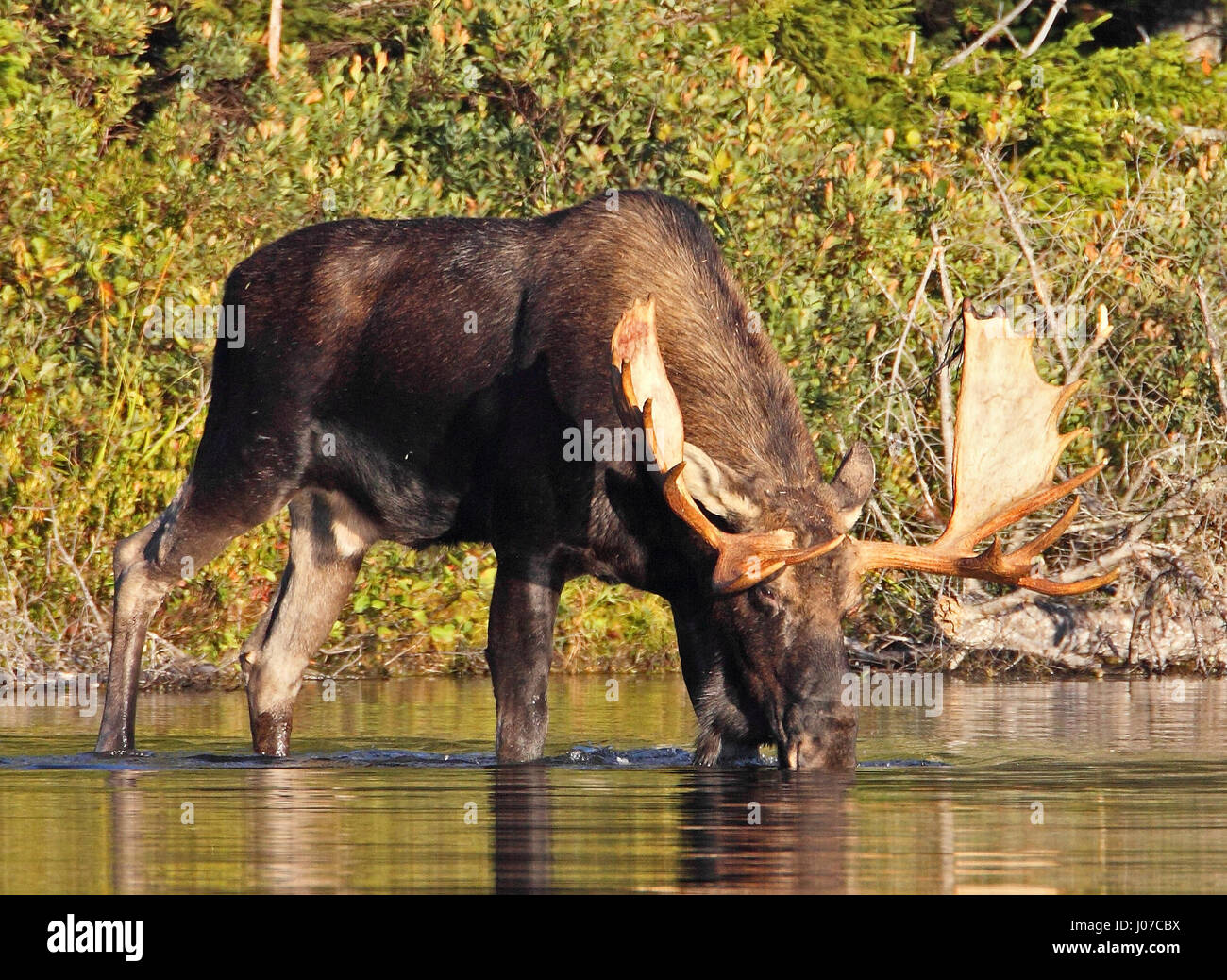 ONTARIO, CANADA: THESE MOOS-IVE 1,500 pound beasts look like ...