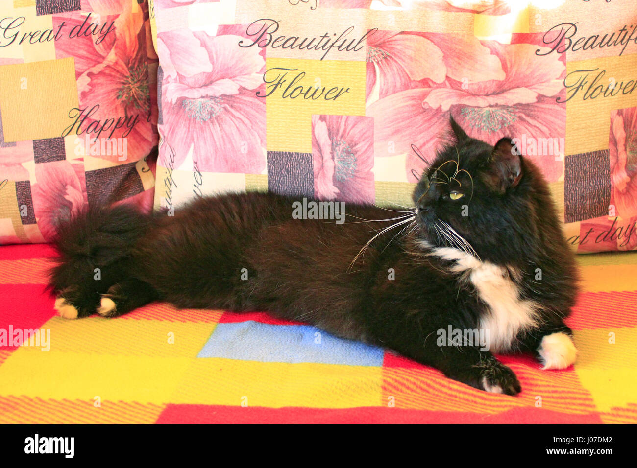 black cat sprawled on the colorful sofa Stock Photo