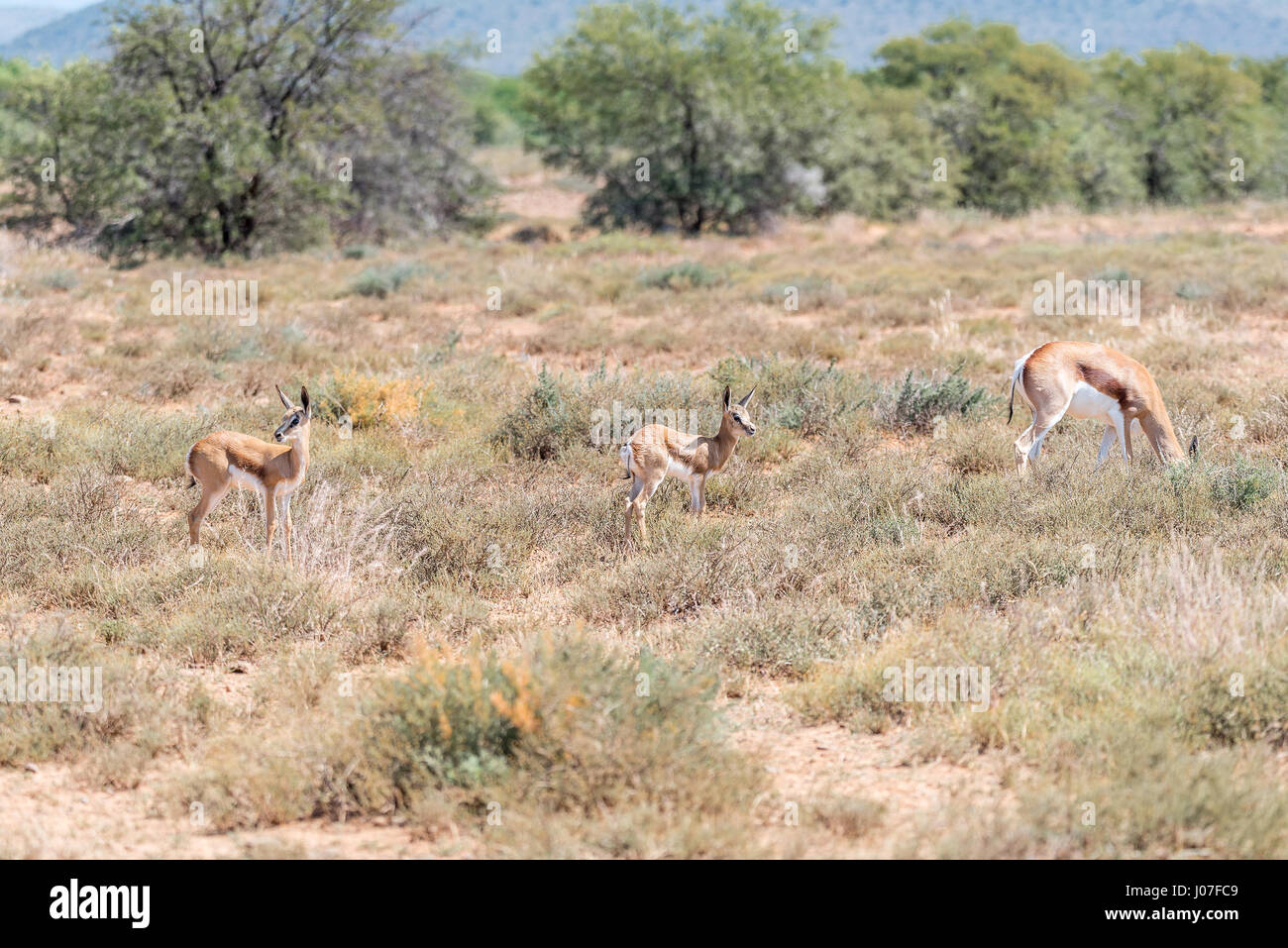 A springbok cow and two calves in the Karoo region of South Africa ...