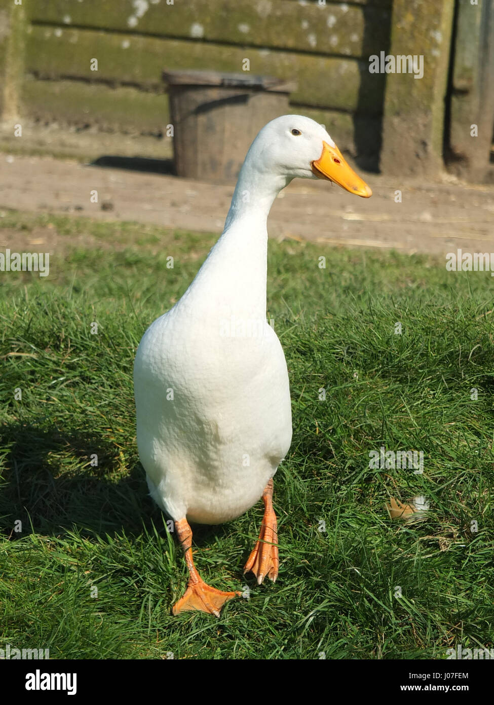 White Indian runner duck in a farmyard Stock Photo 137848780 Alamy