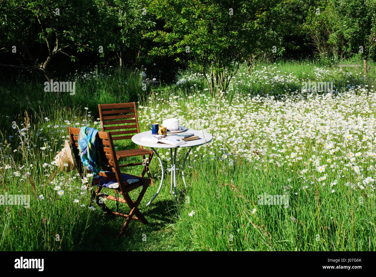 Two chairs and a table with books, mugs and sun hats, in a wildflower meadow on a hot sunny afternoon. Oxe eye daisies Stock Photo