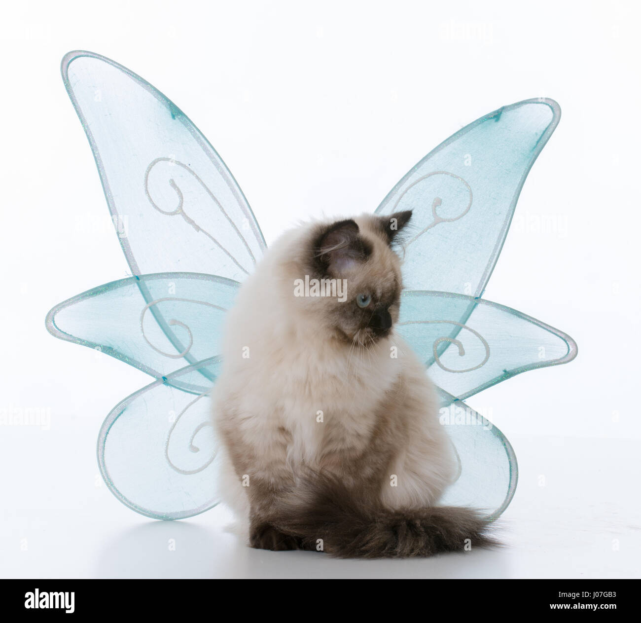 female ragdoll kitten with angel wings on white background Stock Photo