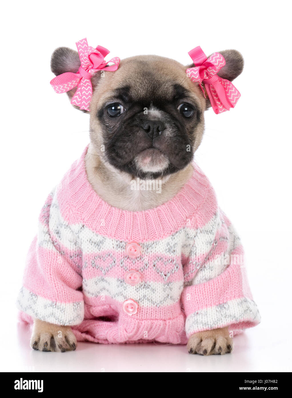 French bulldog girl shop clothes