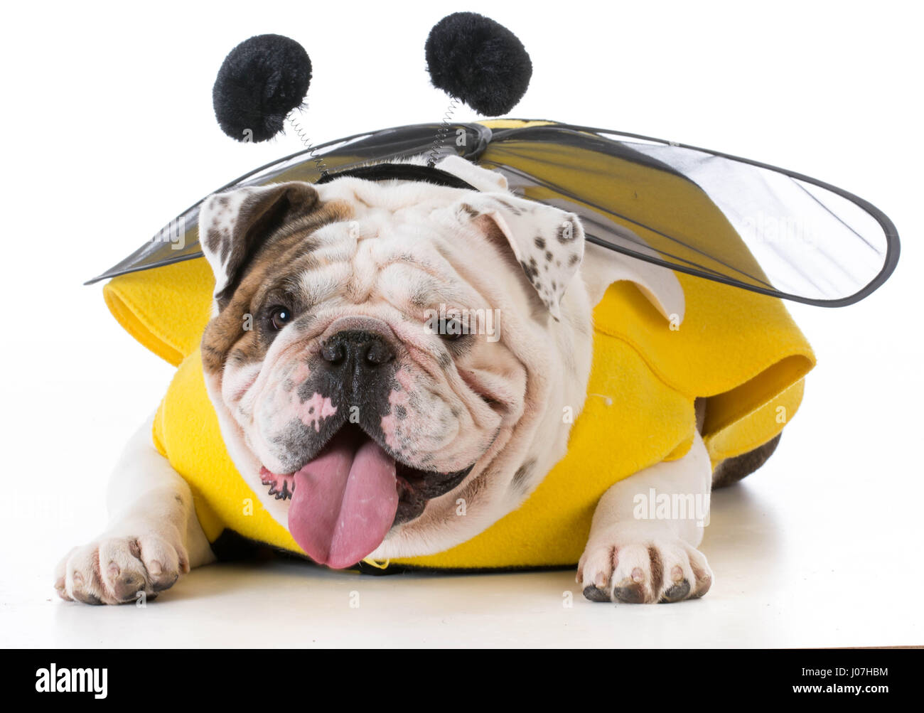 bulldog wearing bee costume on white background Stock Photo Alamy