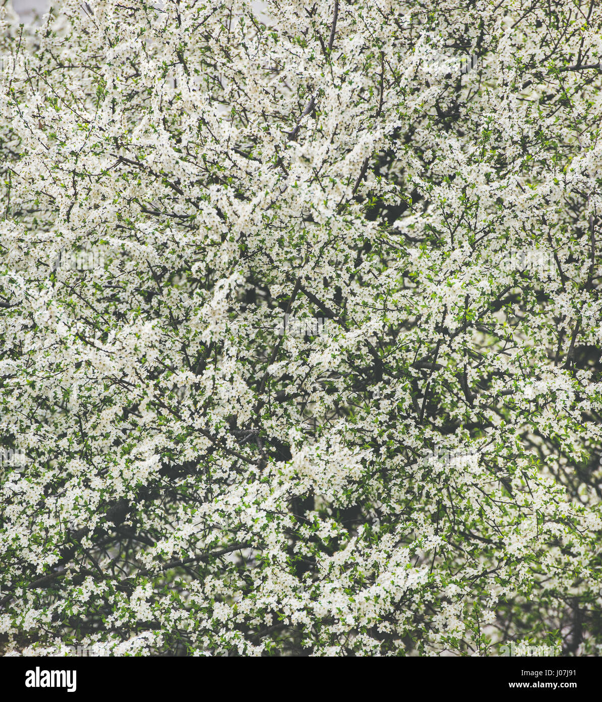 Blooming tree with white flowers, natural background or wallpaper Stock