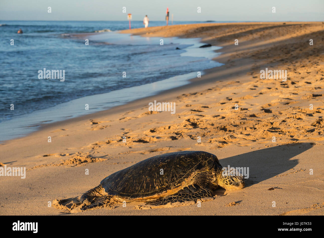 Green sea turtle, Chelonia mydas, Poipu Beach Park, Kauai, Hawaii, USA Stock Photo