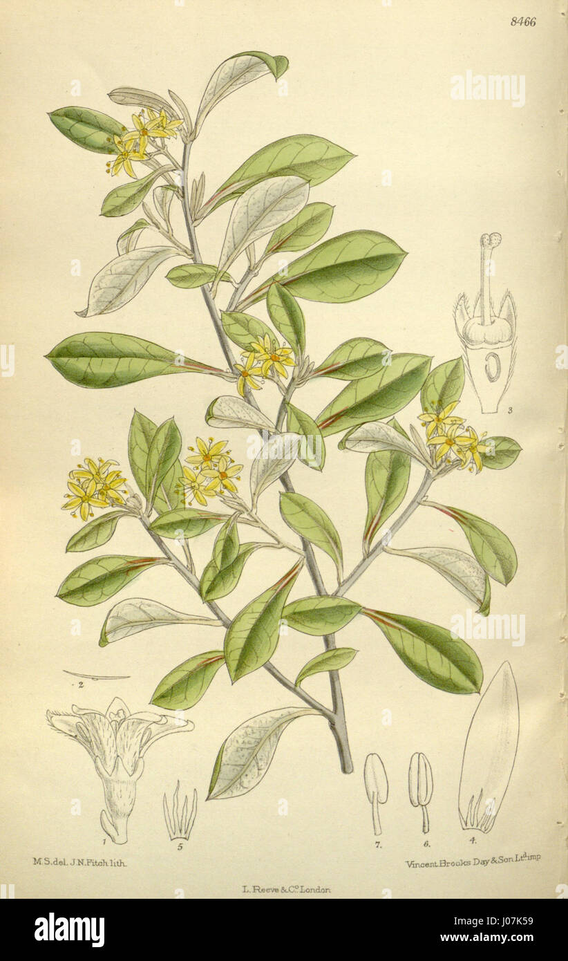 Corokia × virgata 138-8466 Stock Photo - Alamy