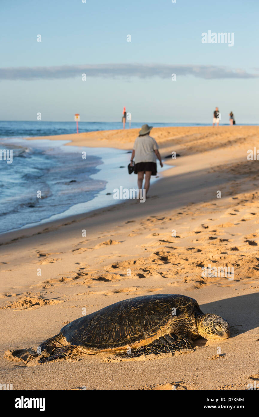 Green sea turtle, Chelonia mydas, Poipu Beach Park, Kauai, Hawaii, USA Stock Photo
